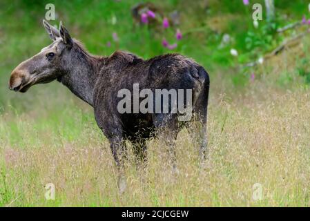 Cow moose in northern Norway Stock Photo