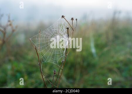 A cobweb between the branches of a plant on a foggy morning Stock Photo