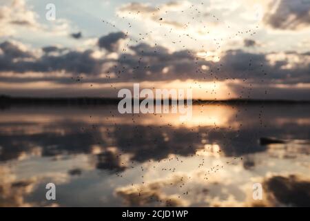 Sunset at the river. Spider web with flies on foreground. Stock Photo