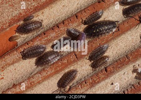 Common woodlice (Oniscus asellus), family Oniscidae. Young and older woodlice on the underside of a roof tile on the ground in a Dutch garden. Holland Stock Photo