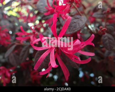 A closeup shot of pink Loropetalum flower on a blurred background Stock Photo