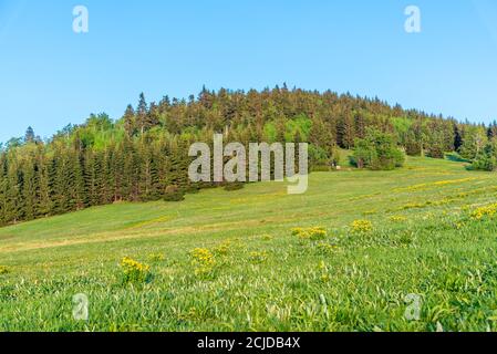 Bukovec hill above Jizerka village on sunny summer day, Jizera Mountains, Czech Republic. Stock Photo