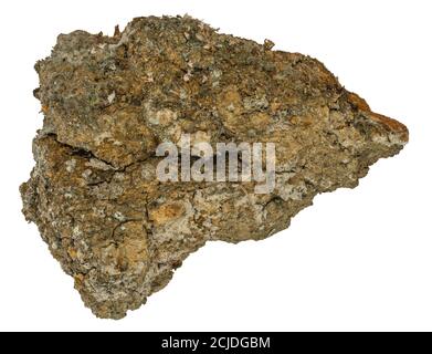 Graphic resources. Close-up view of oak tree bark isolated on white background Stock Photo