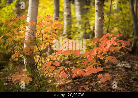 Autumn colours in the woods of Forillon National Park, Gaspésie, Quebec, Canada Stock Photo