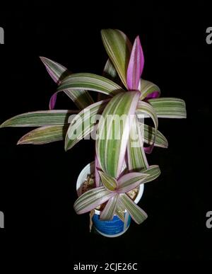 Beautiful ornamental plant with pinkish-purple leaves. Wandering Jew Tradescantia spathacea Stock Photo