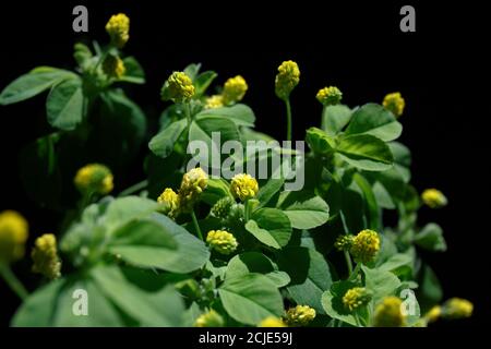 Yellow Medicago flowers with green leaves on a black background Stock Photo