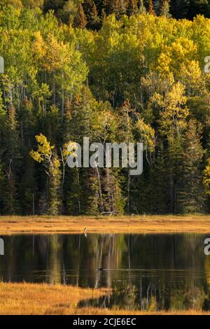Reflections in the the salt marsh at Penouille at dawn, Forillon National Park, Gaspésie, Quebec, Canada Stock Photo