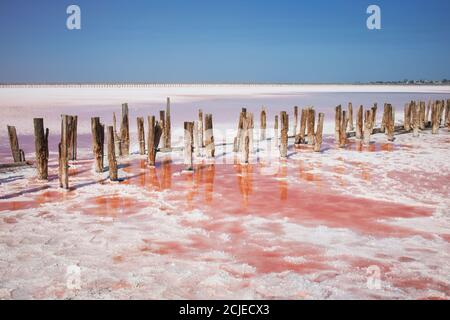 Old wooden planks stick out from the pink salt lake Stock Photo