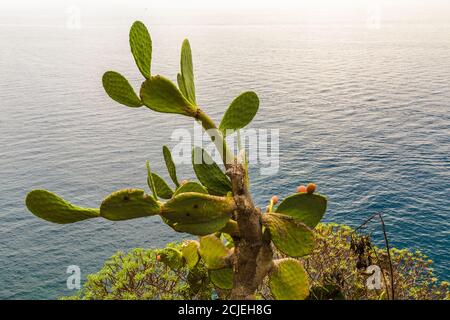 A beautiful big prickly pear cactus plant (Opuntia) surrounded by bushes of Euphorbia plants, growing on a cliff in Corniglia and overlooking the... Stock Photo