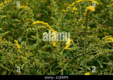 Solidago rugosa Fireworks Goldenrod arching stems of yellow flowers Stock Photo