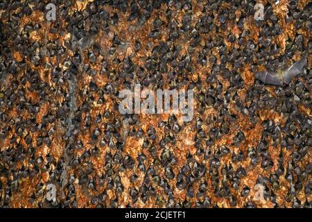 Colony of bats hanging on the ceiling of a cave. Goa Bangkang Prabu, Lombok, Indonesia Stock Photo