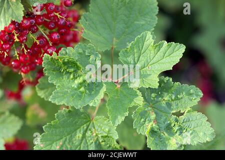 Red and white currant leaves with blisters on outside, infected with currant aphids. Stock Photo