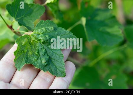 Red and white currant leaves with blisters on outside, infected with currant aphids. Stock Photo