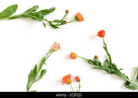 Composition with calendula flowers on white background Stock Photo