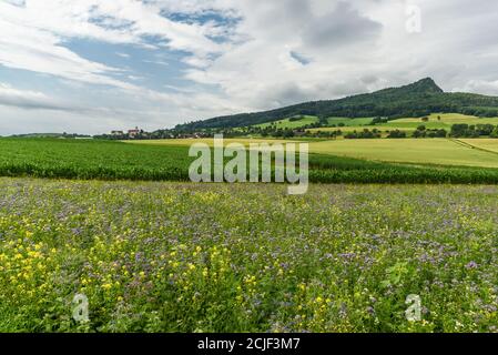 View over a flower meadow to the town of Weiterdingen in Hegau and the volcanic mountain Hohenstoffeln, Baden-Wuerttemberg, Germany Stock Photo