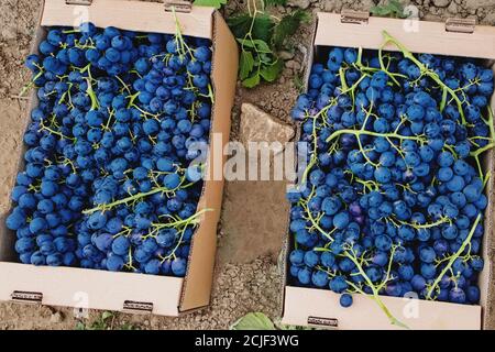 Java Graps Blue Harvested blue grapes in cardboard boxes near vineyard Stock Photo - Alamy