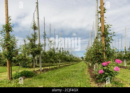 Apple orchard with young apples in spring, Kressbronn, Lake Constance, Baden-Wuerttemberg, Germany Stock Photo