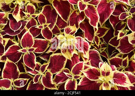 Beautiful red and yellow leaves of Coleus Blooming in the garden , Plectranthus scutellarioides Stock Photo