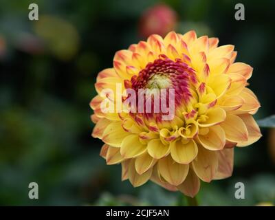 Pretty flowers Dahlia Pompon Ball Sunny Boy blossom in the gatden Stock Photo