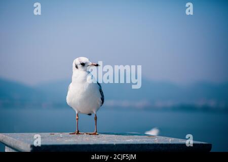 Kunming dianchi lake seagull haigeng sports dam in yunnan province Stock Photo