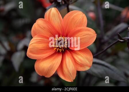 Pretty Flowers Dahlia Bishop of Oxford Pacony blossom in the garden Stock Photo