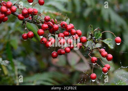 Droplets of water on hawthorn berries Crataegus monogyna and spiders web in a hedgerow Stock Photo