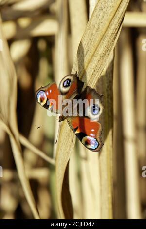 Butterfly European Peacock on dried bamboo leaves Stock Photo