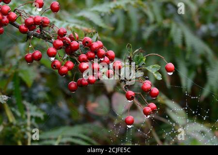 Droplets of water on hawthorn berries Crataegus monogyna and spiders web in a hedgerow Stock Photo
