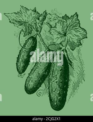 Three cucumbers growing on a vine, isolated on a green background. Illustration after an antique engraving from the 19th century Stock Vector