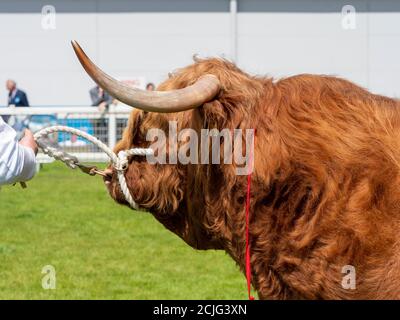 Highland Cattle Bull in Show Ring Stock Photo