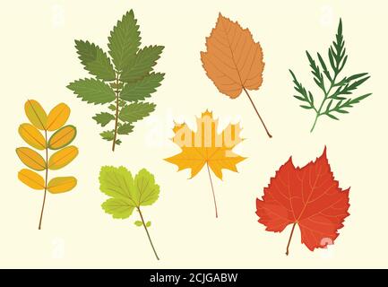 Set of colored autumn leaves. Vector illustration Stock Vector