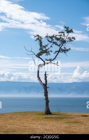 A lonely tree of a bizarre shape against the background of the sky and the lake. Relic larch on the shore of Lake Baikal, Russia. Take care of nature. Stock Photo