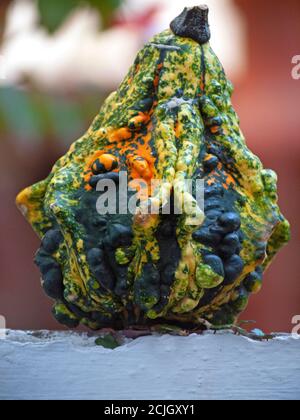 A bumpy gourd Stock Photo