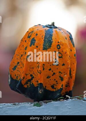 A bumpy gourd Stock Photo