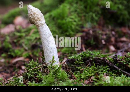 Phallus Impudicus - common stinkhorn - mushroom is not poisonous, but only very fresh mushrooms are consumed Stock Photo