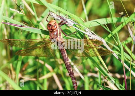 A large dragonfly rests on a branch outside as a spider approaches Stock Photo