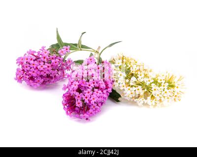 purple and white buddleia isolated on white background Stock Photo