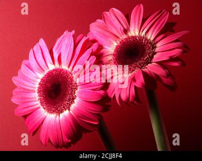 Two stems of pink gerbera daisies  on red background (studio macro shot) Stock Photo