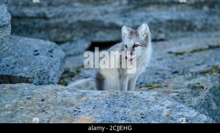 Cute wild Arctic fox cub (Vulpes lagopus) in Dovre mountains, Norway Stock Photo