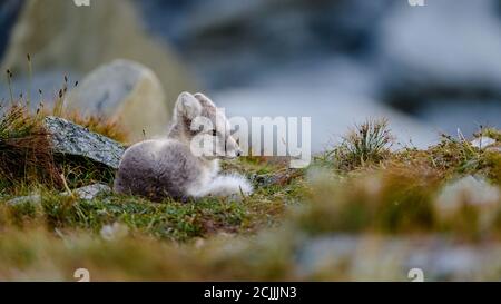 Cute wild Arctic fox cub (Vulpes lagopus) in Dovre mountains, Norway Stock Photo