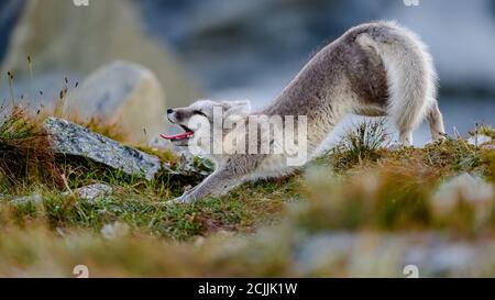 Cute wild Arctic fox cub (Vulpes lagopus) in Dovre mountains, Norway Stock Photo