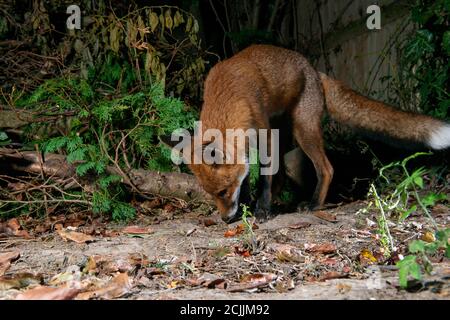 Fox at night sniffing the ground Stock Photo