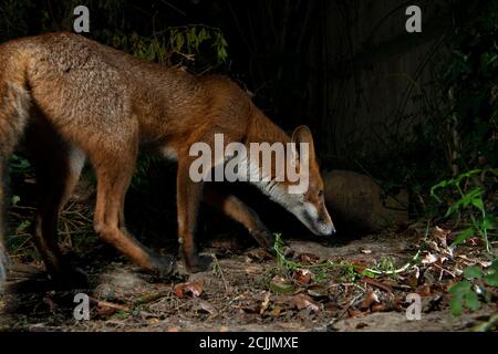 Fox at night sniffing the ground Stock Photo