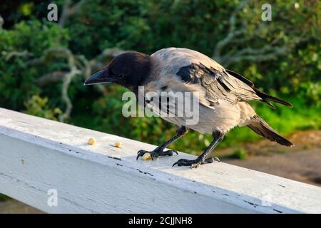 Young Hooded Crow, Corvus cornix, close up eating a cashew nuts on a white wooden railing of a seaside pier. Stock Photo