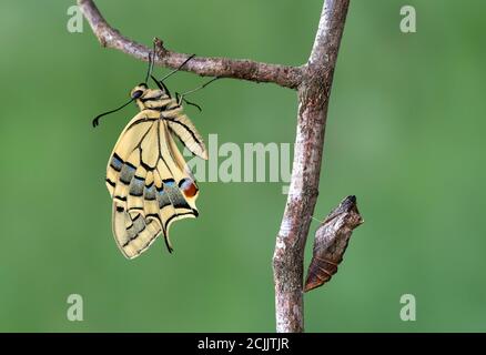 Freshly hatched Old World swallowtail (Papilio machaon) besides its empty pupa shell, Switzerland Stock Photo