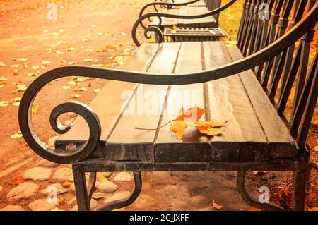 Autumn background. Yellowed dry autumn leaf on the wooden lonely bench in the autumn park in cloudy weather Stock Photo