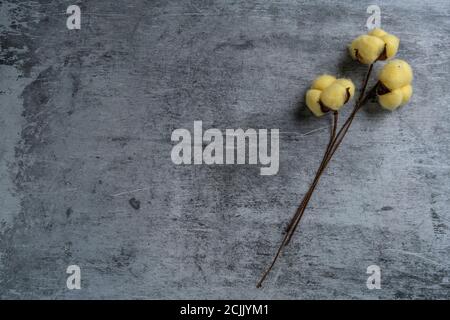 Cotton flower on a black background. Stock Photo