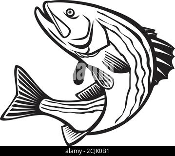 Striper fish outline hi-res stock photography and images - Alamy