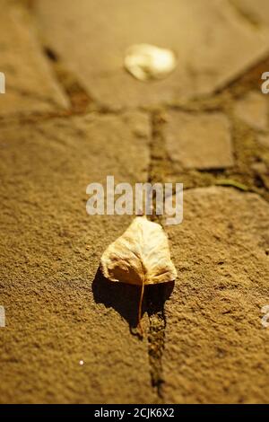 dry birch tree leaf on the sunny stone floor outdoor Stock Photo