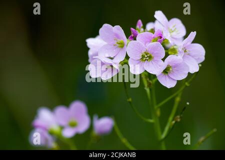 Cuckoo Flower (Cardamine pratensis) flowers in a British woodland. Also known as Lady's Smock, Mayflower and Milkmaids. Stock Photo